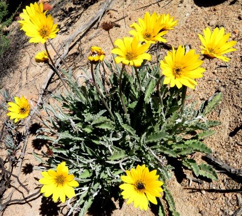 Arctotis auriculata
