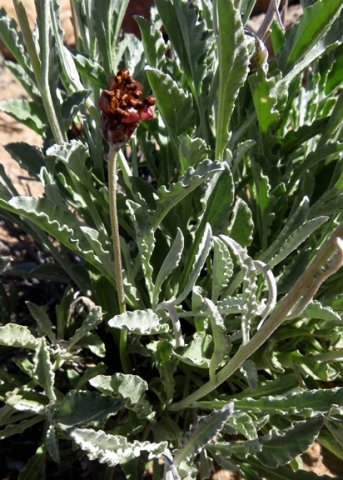 Arctotis auriculata leaves