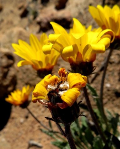 Arctotis auriculata old flowerheads
