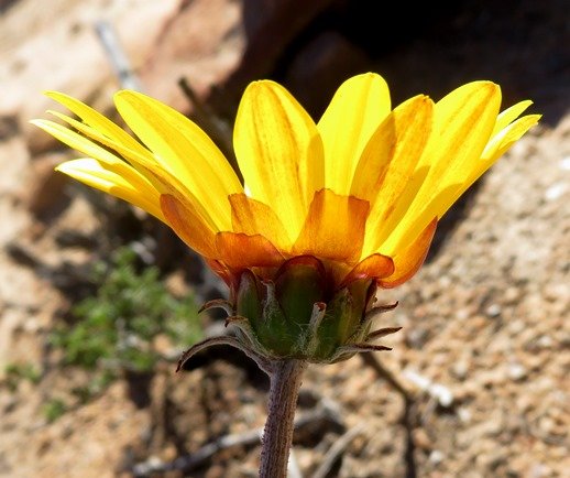 Arctotis auriculata flowerhead profile