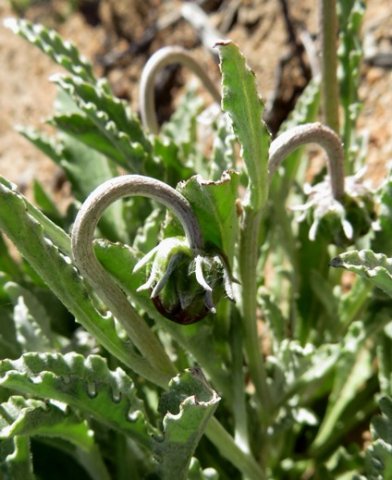 Arctotis auriculata bashful buds