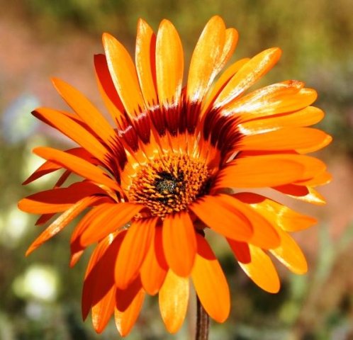 Arctotis fastuosa most disc florets open