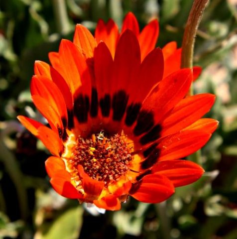 Arctotis fastuosa orange flowerhead