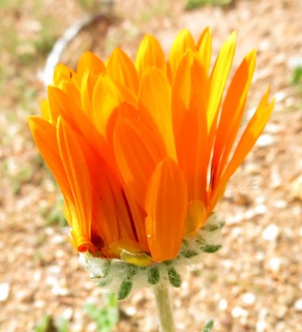 Arctotis fastuosa showing its involucre
