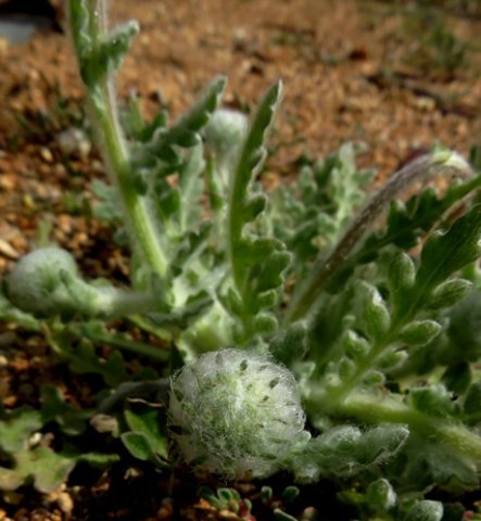 Arctotis fastuosa, a hairy plant