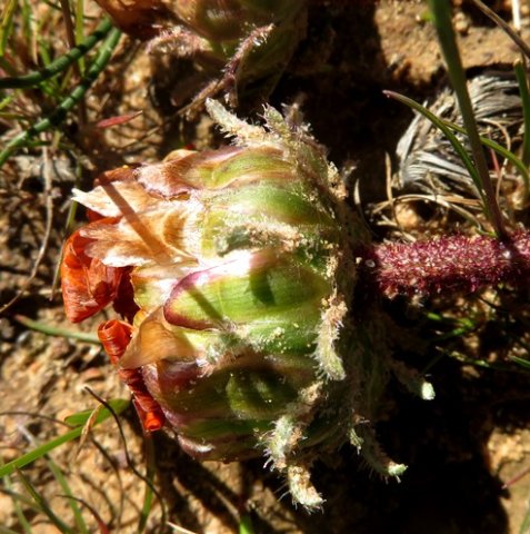 Arctotis fastuosa involucre