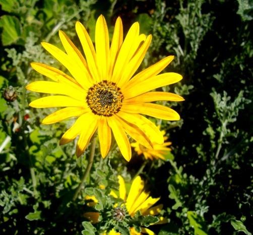 Arctotis incisa flowerhead in spring