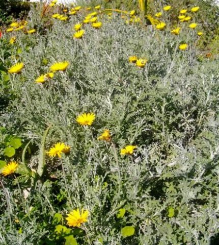 Arctotis incisa