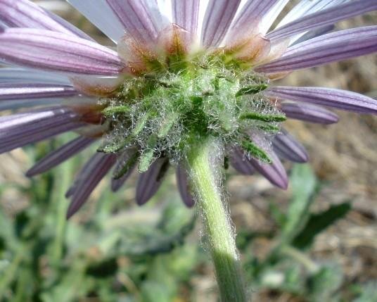 Arctotis leiocarpa flowerhead from below