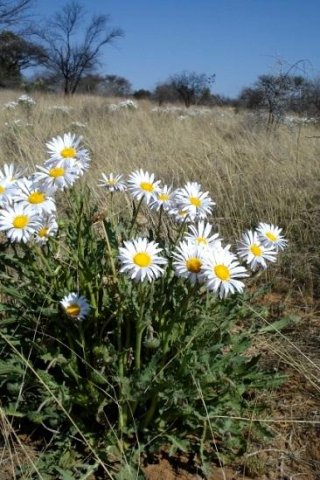 Arctotis leiocarpa 