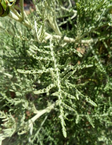 Arctotis revoluta leaves