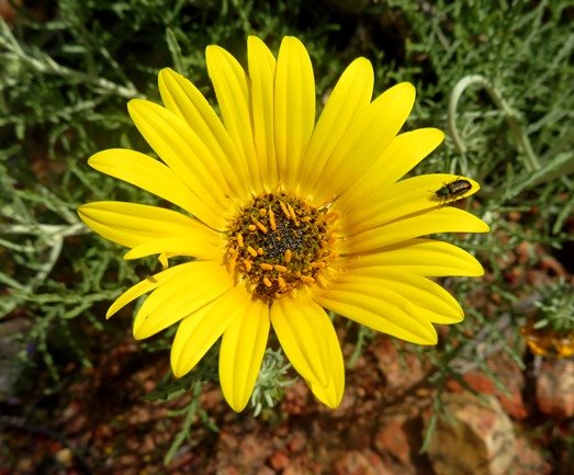 Arctotis revoluta flowerhead