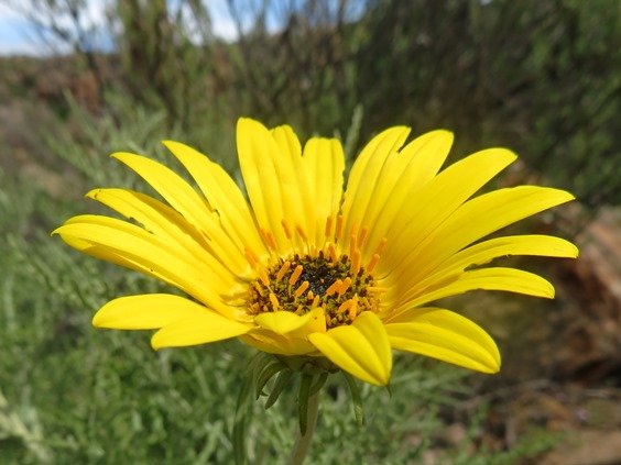 Arctotis revoluta long stamens on the disc