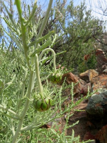 Arctotis revoluta drooping buds