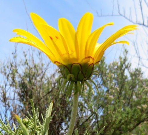 Arctotis revoluta flowerhead from below