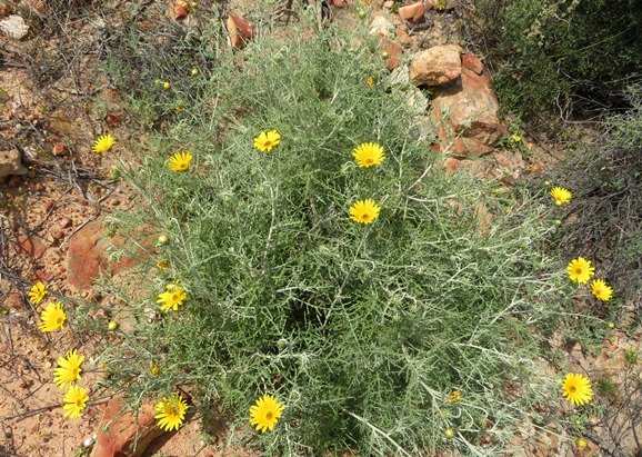 Arctotis revoluta