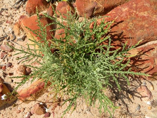 Arctotis revoluta young plant