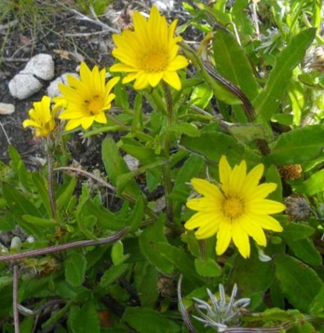 Arctotis semipapposa