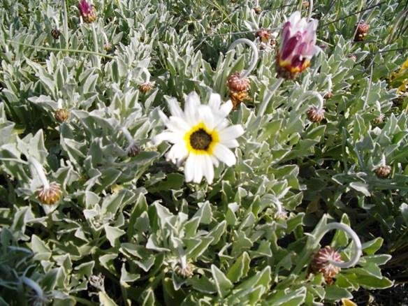 Arctotis stoechadifolia