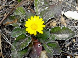 Arctotis rotundifolia
