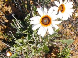 Arctotis acaulis white flowerheads