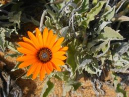 Arctotis acaulis leaves and orange flowerheads