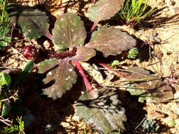Arctotis acaulis leaves