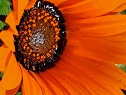 Arctotis acaulis orange and shine