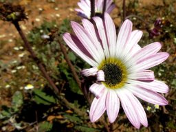 Arctotis acaulis pale pink