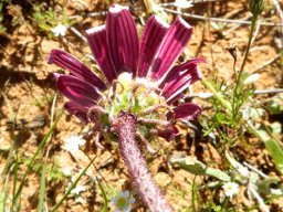 Arctotis acaulis back view