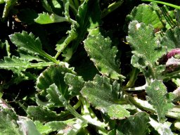 Arctotis acaulis leaves