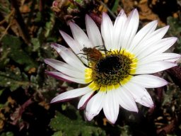 Arctotis acaulis, a spot for sunbathing