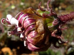 Arctotis acaulis flowerhead exterior