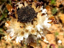 Arctotis acaulis papery dry