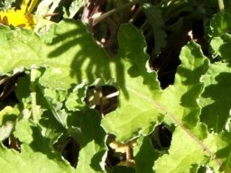 Arctotis arctotoides leaves