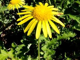 Arctotis arctotoides flowerhead