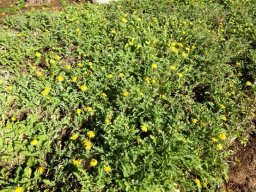 Arctotis arctotoides, a flowering carpet