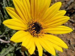 Arctotis auriculata flowerhead