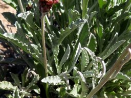 Arctotis auriculata leaves