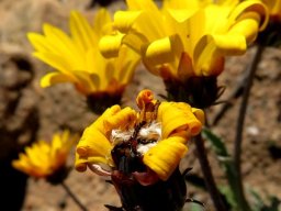 Arctotis auriculata old flowerheads