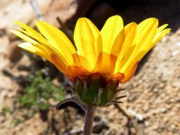 Arctotis auriculata flowerhead profile