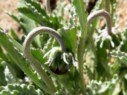 Arctotis auriculata bashful buds
