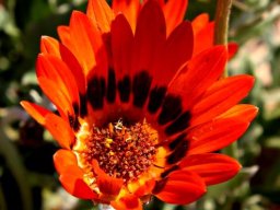 Arctotis fastuosa orange flowerhead