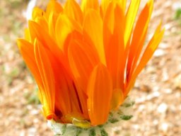 Arctotis fastuosa showing its involucre