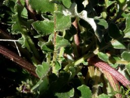 Arctotis fastuosa leaves
