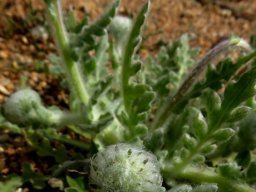 Arctotis fastuosa, a hairy plant
