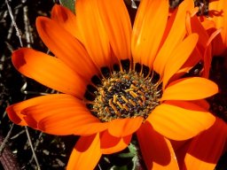 Arctotis fastuosa orange flowerhead
