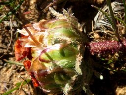 Arctotis fastuosa involucre