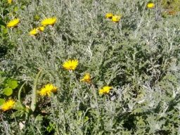 Arctotis incisa