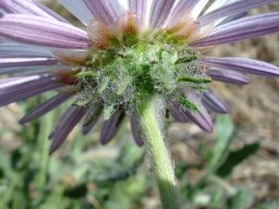 Arctotis leiocarpa flowerhead from below